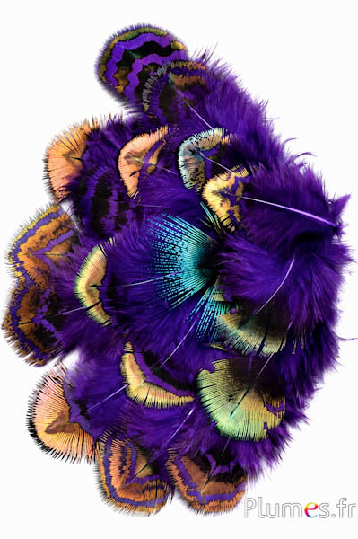 Pavone blu - 3-8 cm - bruno-verde viola